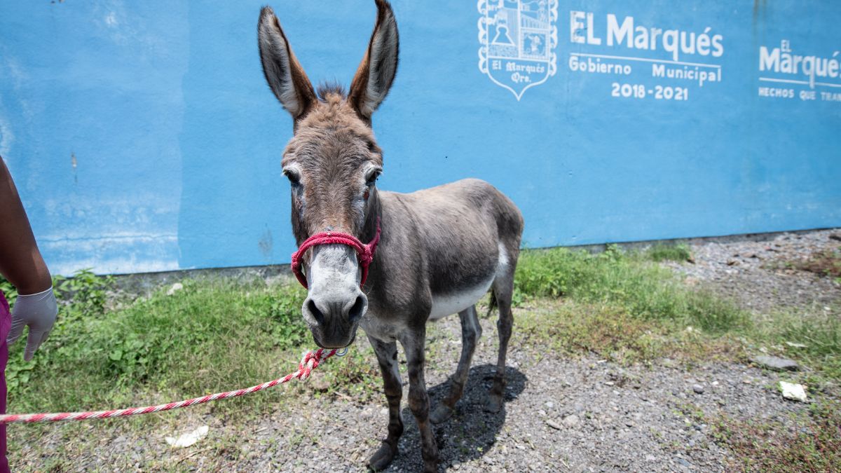 ¡Con los animales, no! Asno es rescatado de sufrir violencia, en El Marqués