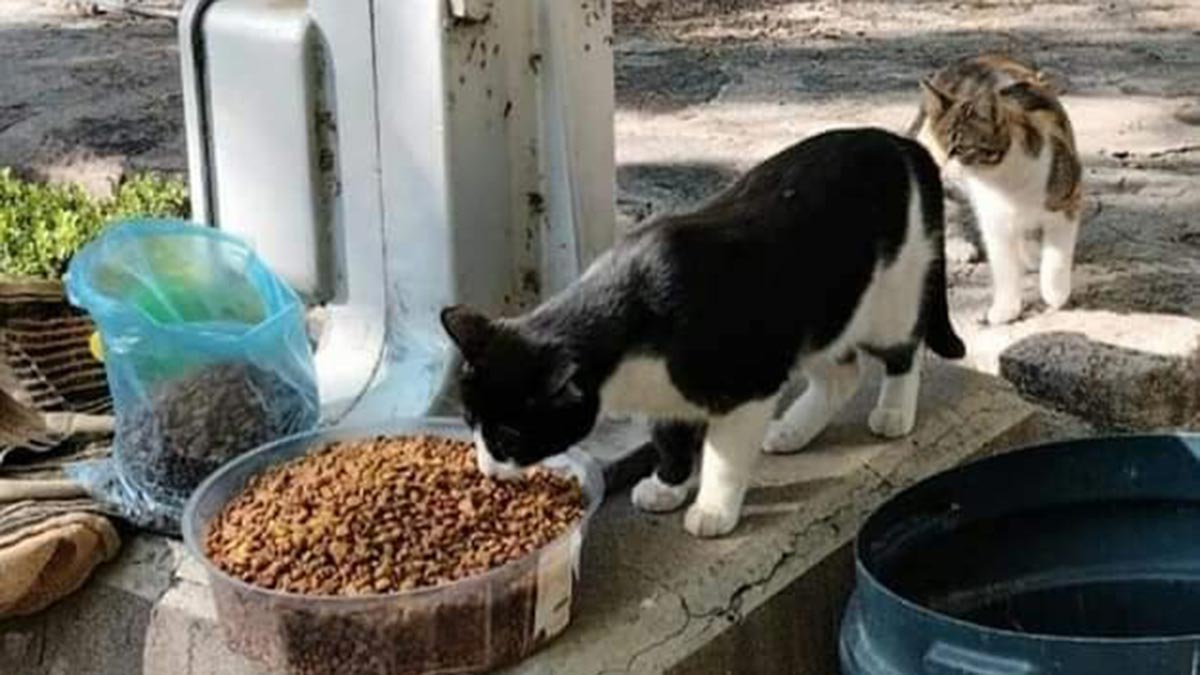 ¡Extinguen a gatitos en estación del tren de Querétaro!