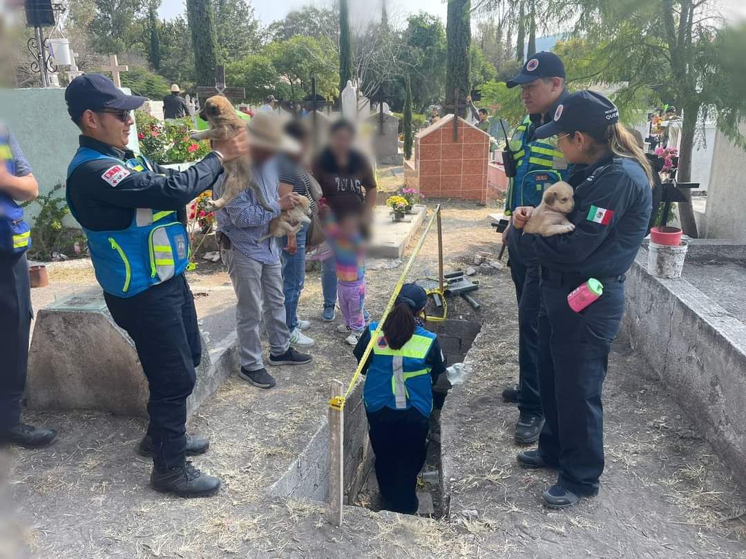 Encuentran a ‘lomitos’ abandonados en un panteón de Querétaro