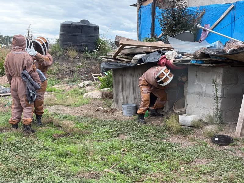 Un enjambre se convirtió en emergencia en segundos